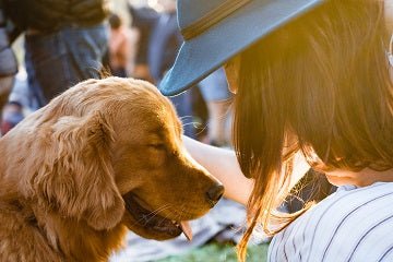 Fatty Liver in Dogs: Holistic Insights Every Pet Parent Should Know