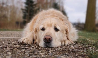 dog weak back legs