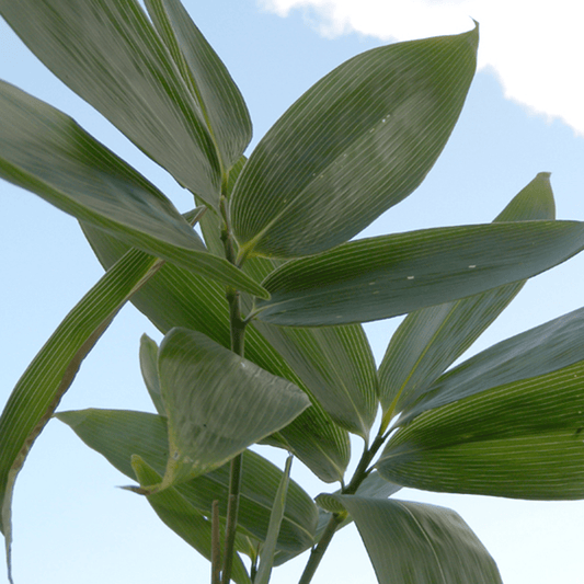 Discover the Wellness Potential of Sasa Bamboo Leaf Extract: From Japan’s Forests to Your Daily Routine