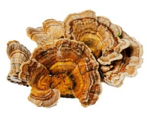 Turkey Tail Mushroom: Know Before Use