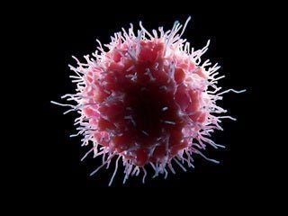 NK cell