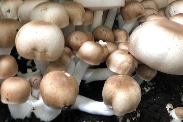 Agaricus Blazei Benefits: A Superfood for Immune, Glycemic, Liver Support, and Adaptogenic Benefits