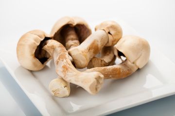 Agaricus blazei Mushroom, Fresh