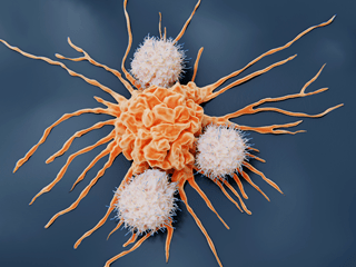 What are NK cells?  Understanding the Role and Importance of Natural Killer Cells