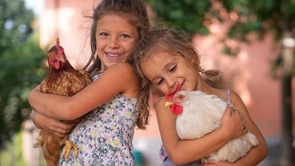 Introducing Agaricus Bio for Chickens: The Science-Backed Natural Supplement for a Thriving Flock