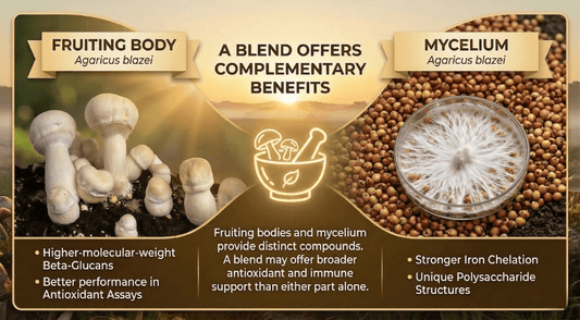 Fruiting Body vs Mycelium: Why a Blend of Agaricus blazei Offers Broader Antioxidant and Immune Support