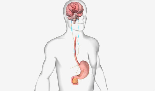 Gut-Brain Axis