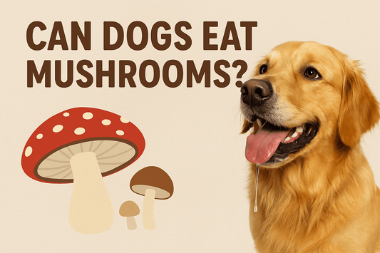 Can Dogs Eat Mushrooms?