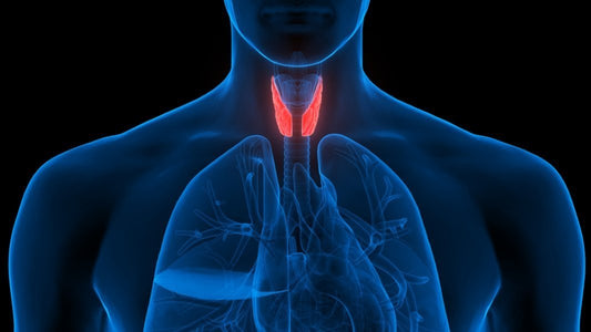 superfood science negative factors endocrine system xray hearts and lungs 