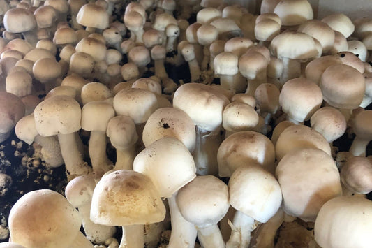 Fresh Agaricus blazei Murill Mushroom - Superfood Science