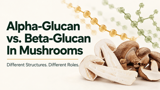 Alpha-glucan vs. beta-glucan in mushrooms, with shiitake and sliced Agaricus blazei beneath stylized glucan chains.