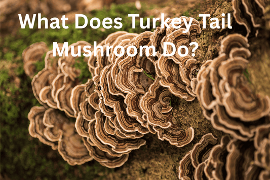 Close-up photo of a layered turkey tail mushroom cluster on a mossy log, with the white text overlay: 'What Does Turkey Tail Mushroom Do