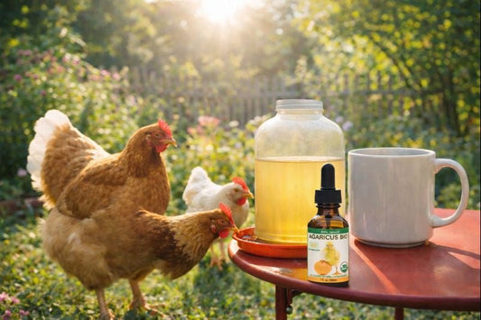 The "Sun Mushroom" for Super Eggs: How Agaricus Blazei Boosts Laying Hens