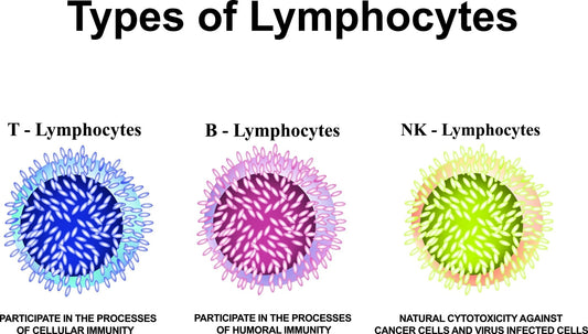 superfood science types of NK cells Lymphocytes t b nk 