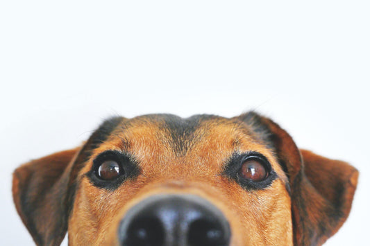 superfood science organic turkey and chicken dog treats 5 benefits for a healthy happy dog 