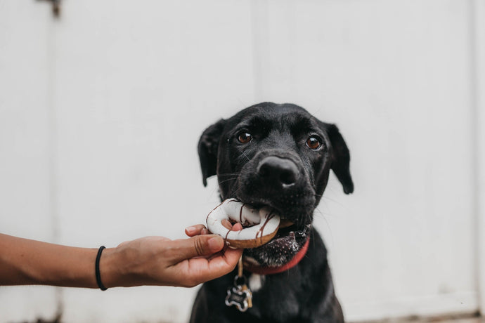 La guía definitiva para elegir las mejores golosinas para perros completamente naturales para su compañero canino 