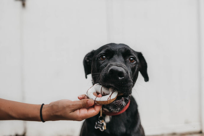 The Ultimate Guide to Choosing the Best All-Natural Dog Treats for Your Canine Companion