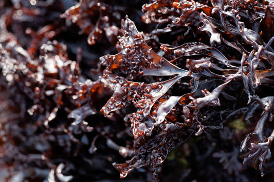 superfood science health benefits of organic irish sea moss ocean optima 