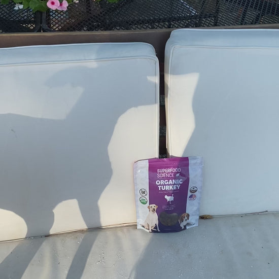 dog eating organic turkey dog treats